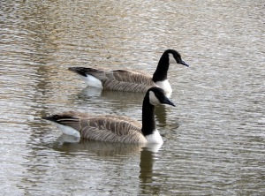 geese 2