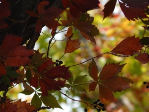 fall leaves 1