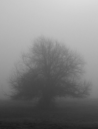 fog tree 2