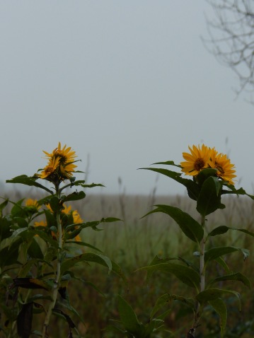 flowers and fog