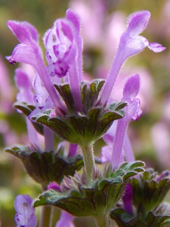 purple flower vg