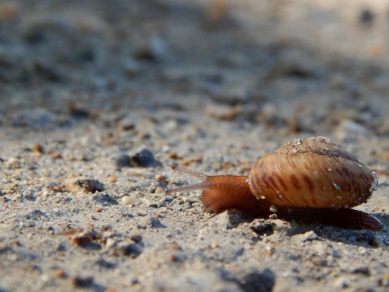 snail 1 vg